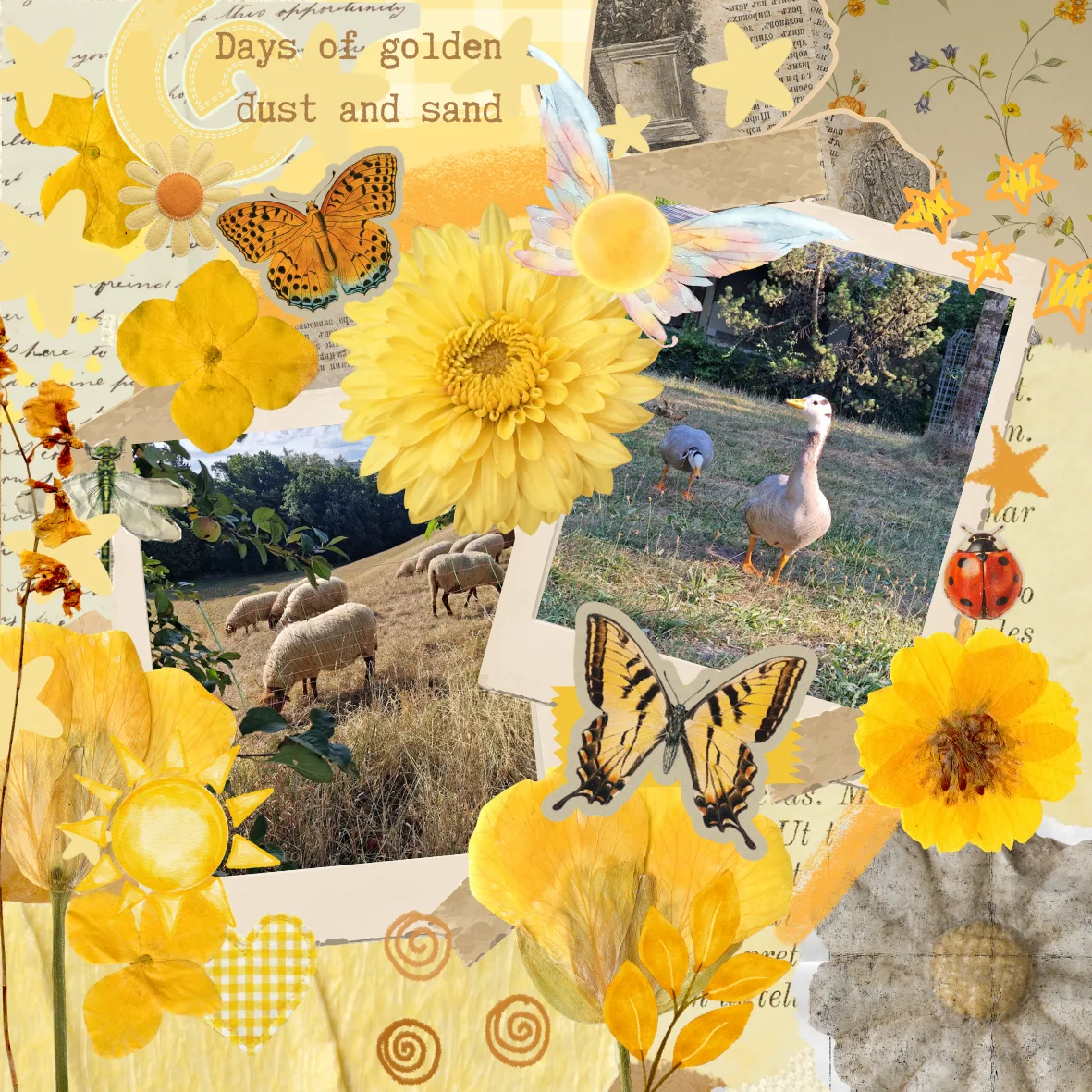 Nature in the summer heat collage