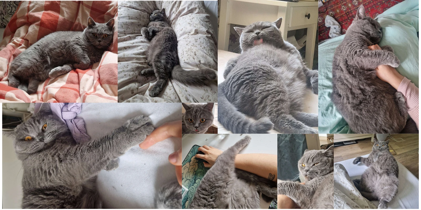 A collage of Nala, our grey household princess, lounging belly-up, getting belly rubs and grabbing at hands