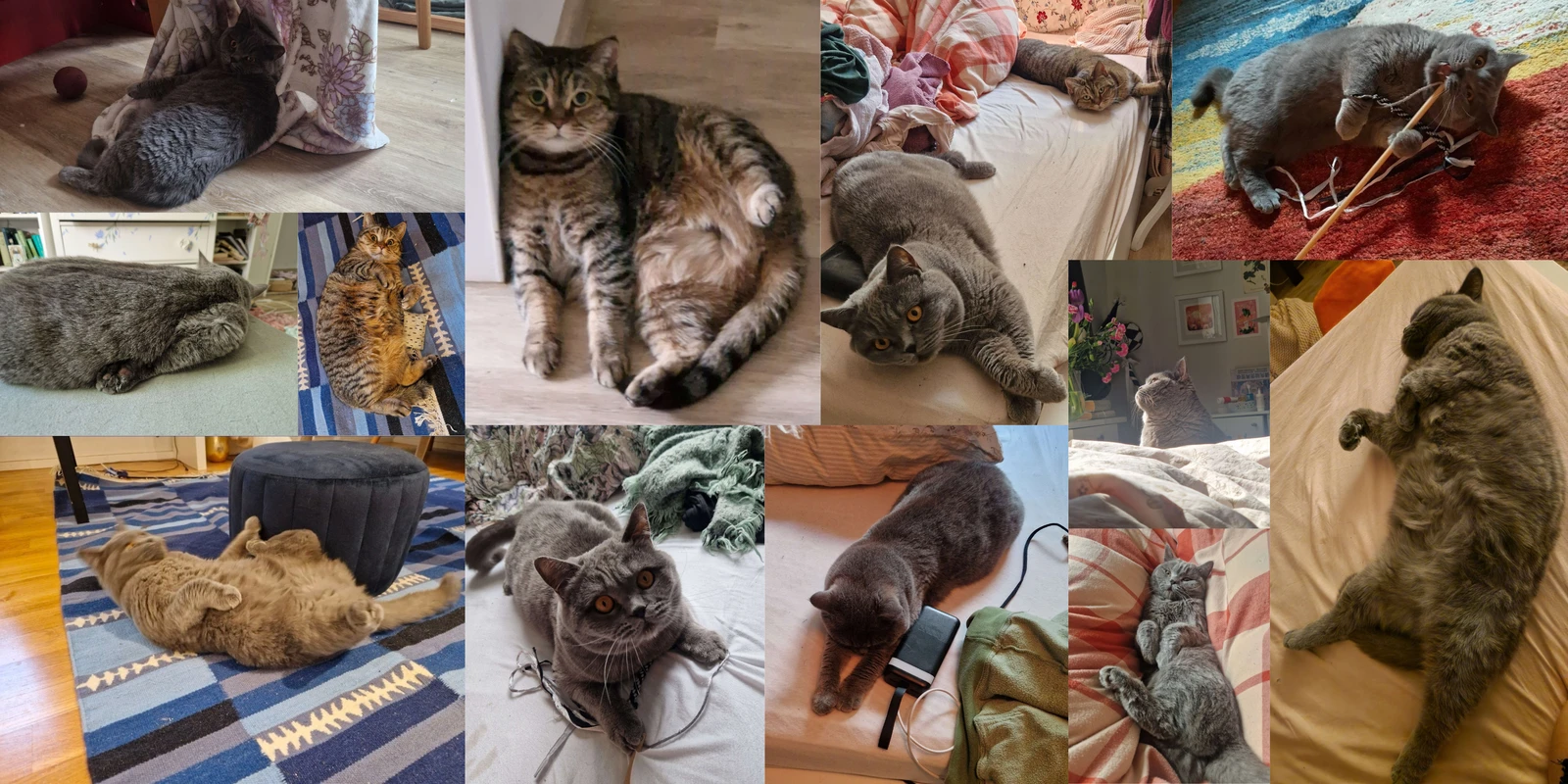 A collage of both my cats, grey Nala and tabby Mina, napping, sprawling belly-up and playing all over the flat