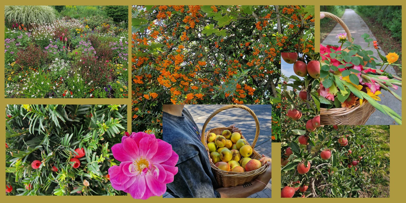Various pictures of Nature and foreaging
