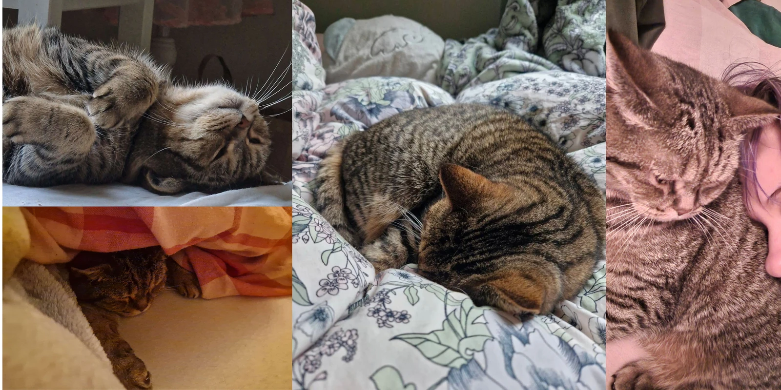 A collage of Mina, my tabby puke buddy, curled up like a cinnamon roll, snoozing belly-up and cuddling my face